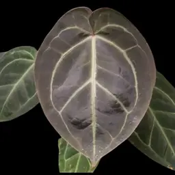 Anthurium (pink lemonade x RC) x NOID BA2