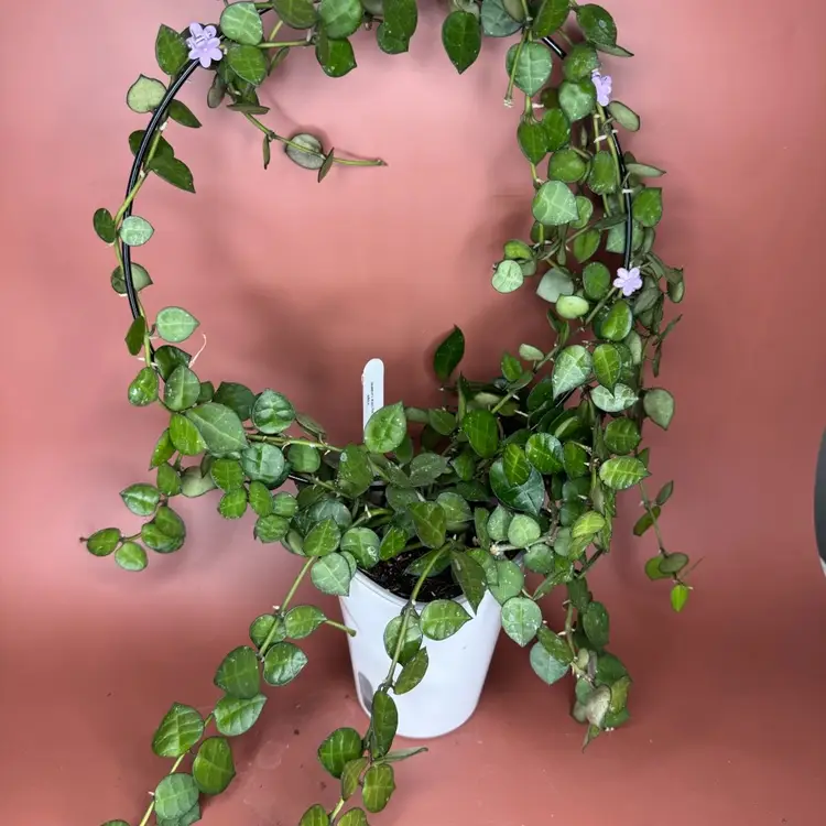 #3686 Lacunosa ‘my little runaway’ RHM-023-01