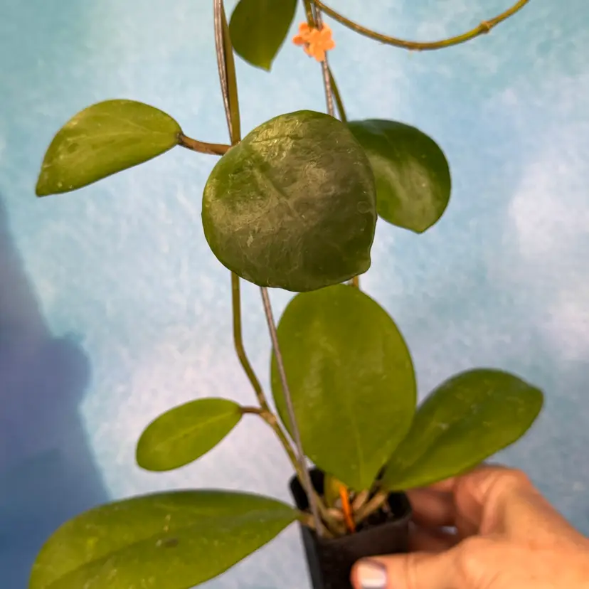 4 Hoya ‘Hot Lips’ MB hybrid