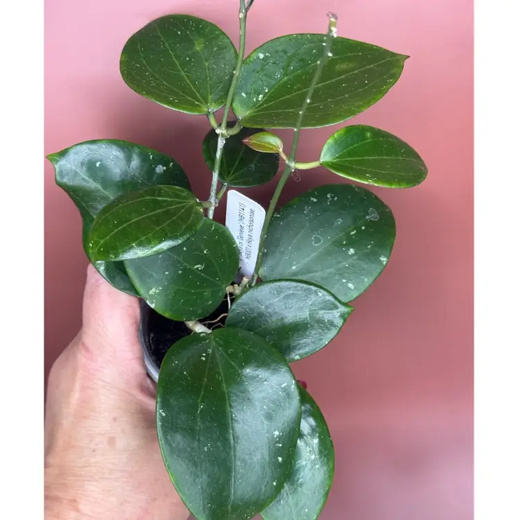 Cv ‘Genieve ‘ MB1141
(MB001 x nichoisoniae)