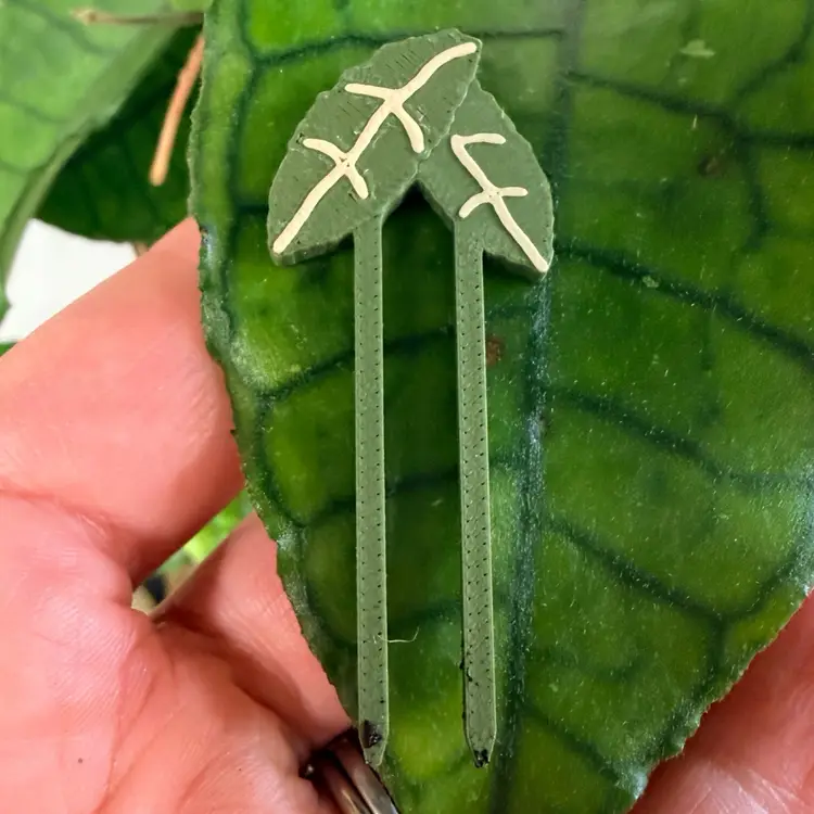 #01 Propagation Pins - Crusty Hoya (24-pack)