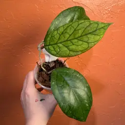 2015 Hoya ‘Irina’