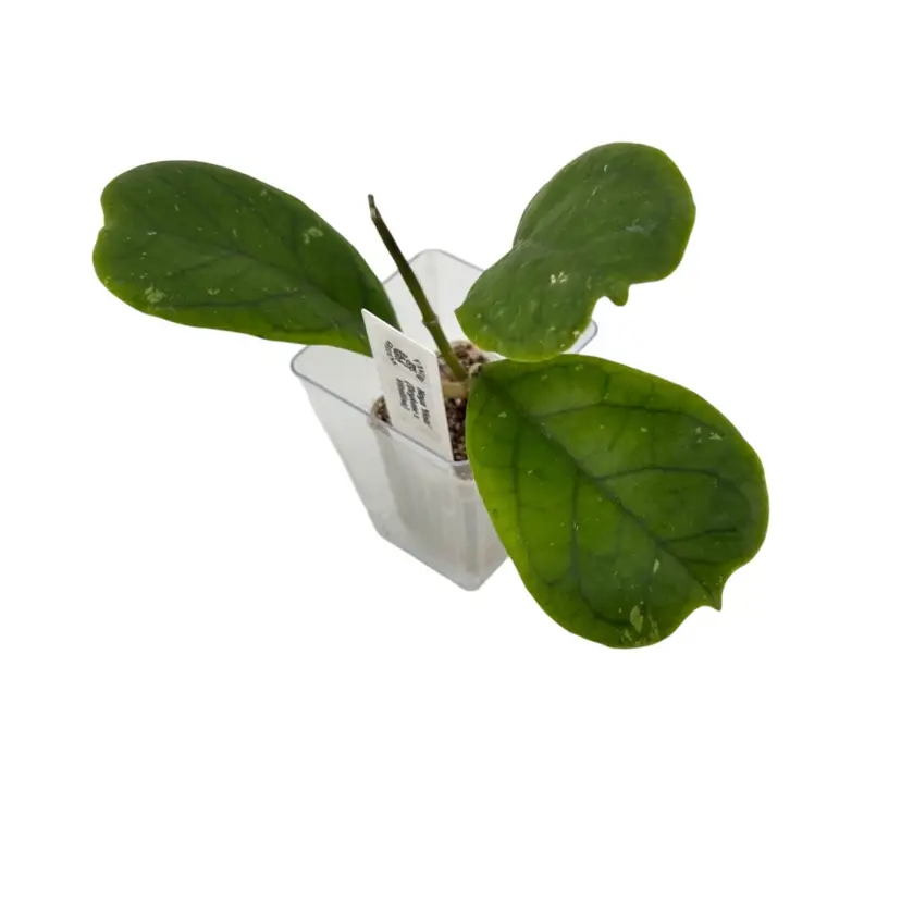 0397 Hoya ‘Viola’ (Vitellina x Deykeae)