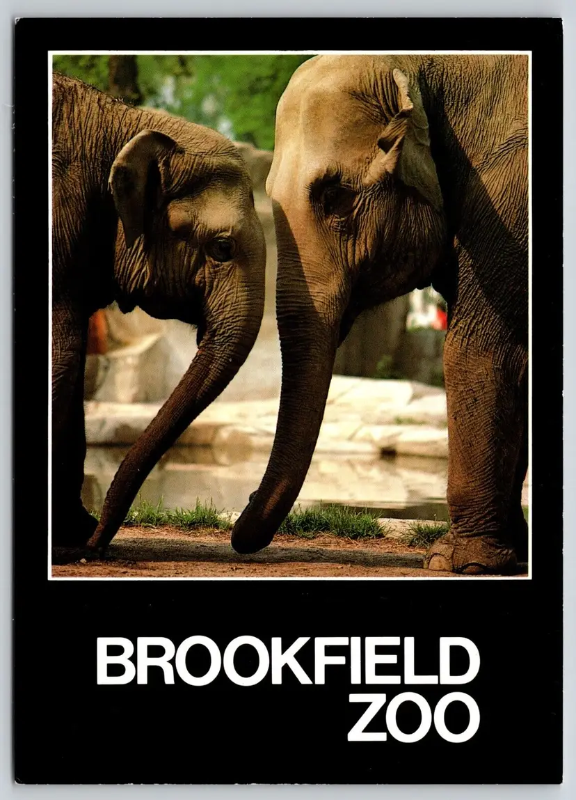 Postcard Asian Elephant Brookfield Zoo Chicago Zoological Park Illinois