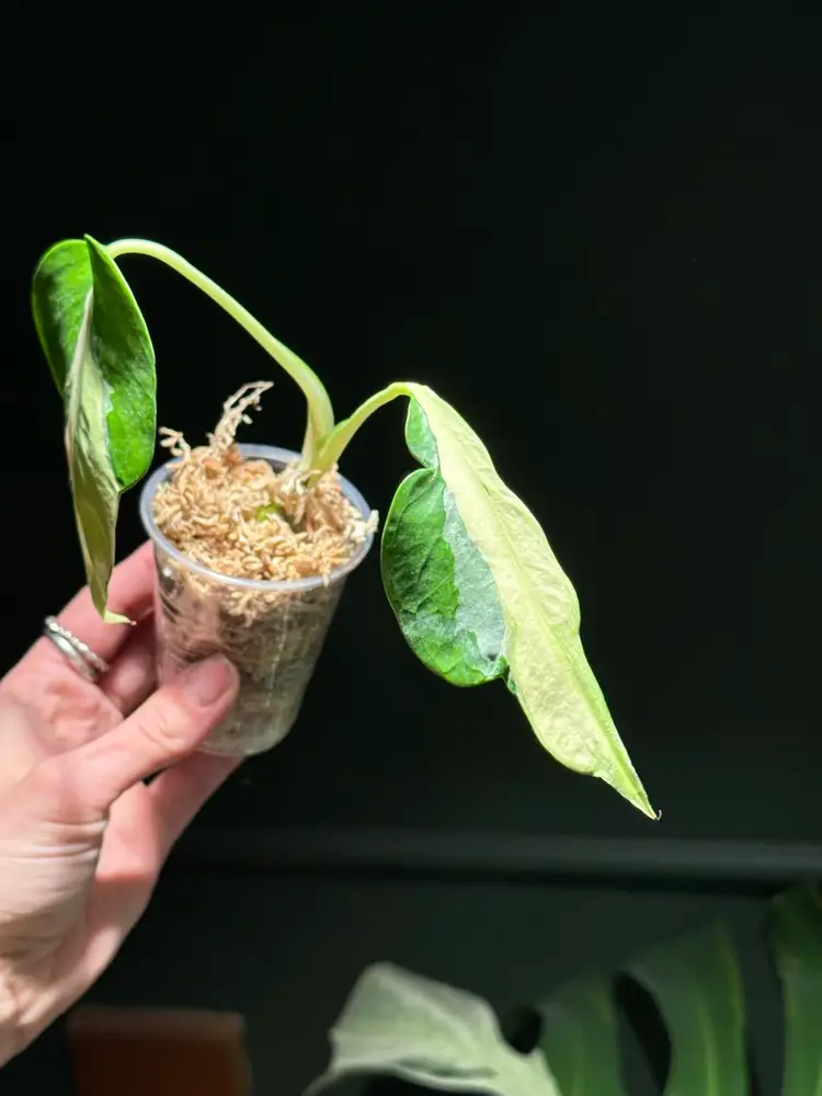 Monstera ‘White Lava’