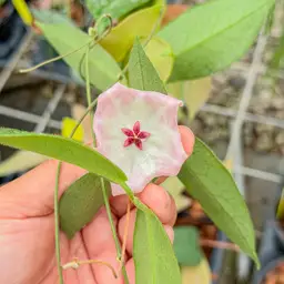 PS0418 - Hoya patella (pink)