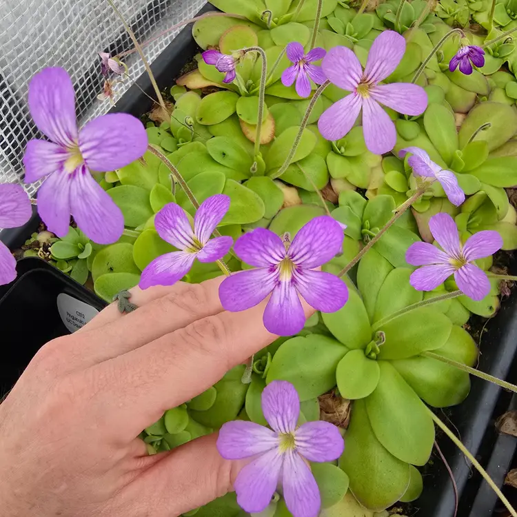 BABY Pinguicula Hybrid SC-12 agnata (UC Davis) X rectifolia