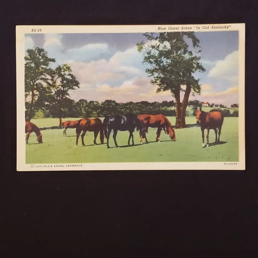 Postcard Blue Grass Scene - In Old Kentucky - unused Vintage