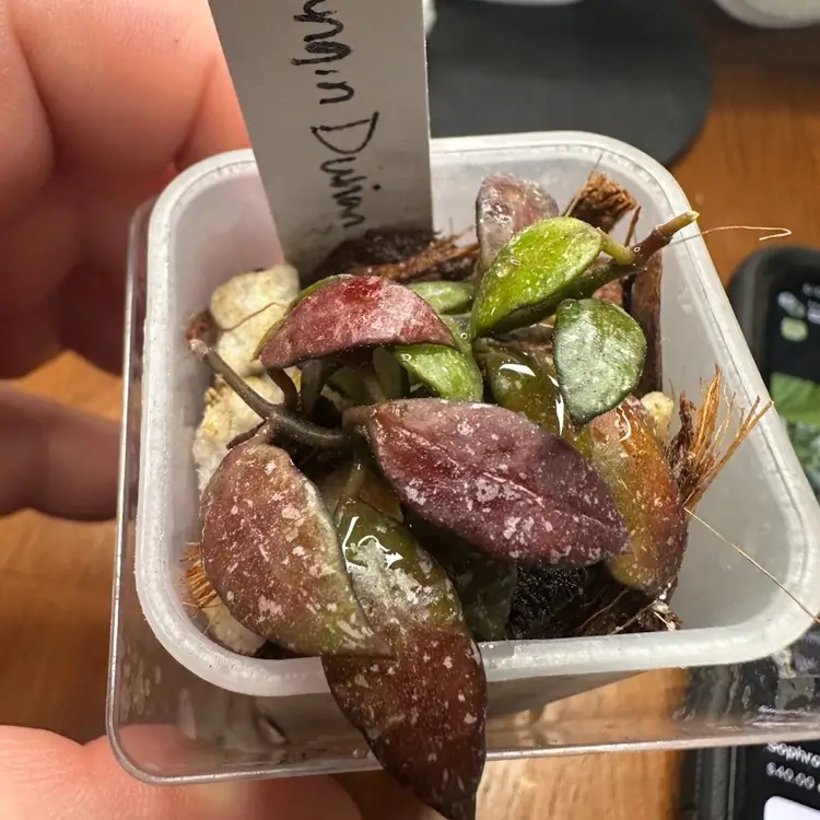Hoya Lacunosa ‘Durian Perangin’