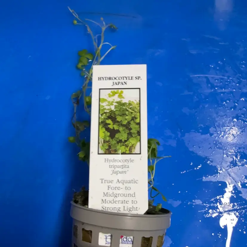 Hydro Tripartita - Potted