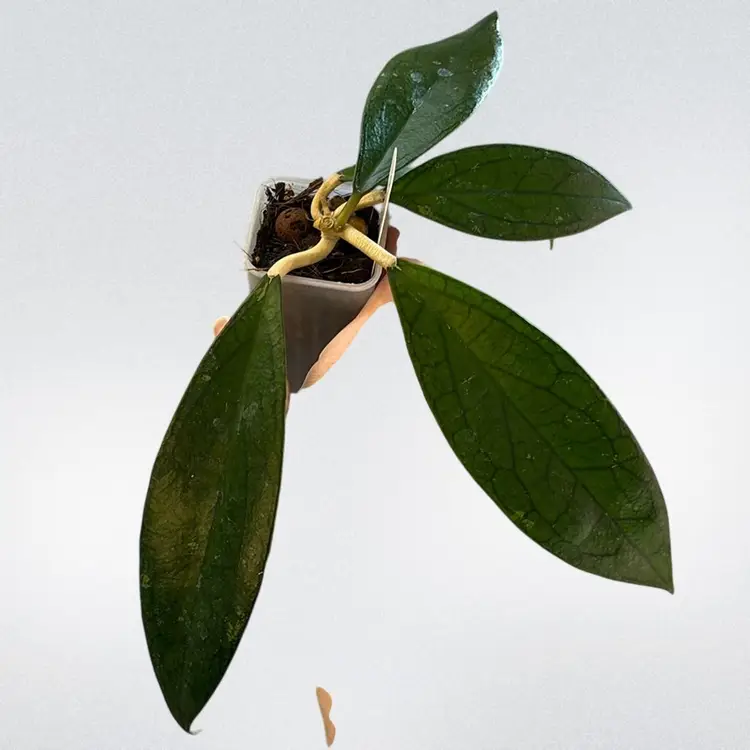 Hoya ‘Jennifer’ x unk