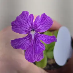 Pinguicula sumidero I x zecheri