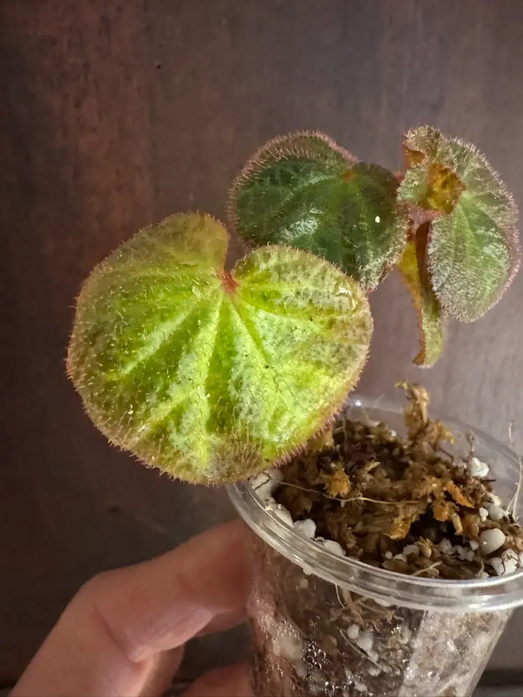 Begonia 'Manaus' rooted cutting in spagnum moss