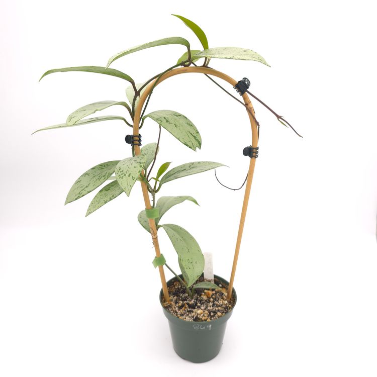 Hoya pubicalyx Pink Silver Ghost 4.5 inch pot 869