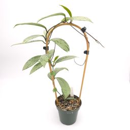Hoya pubicalyx Pink Silver Ghost 4.5 inch pot 869