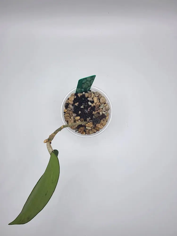 Hoya MB1141 'Genieve' (Green)