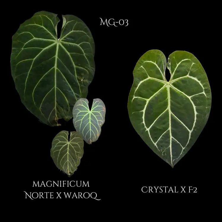 592 Anthurium (Mag Norte x Waroq) x (Crystal x F2) seedling