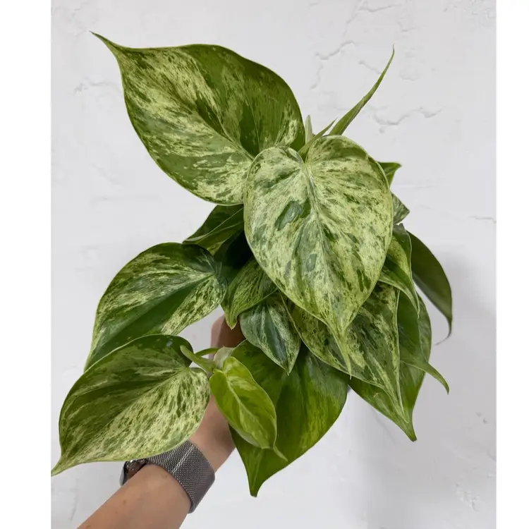 4” Philodendron Heartleaf Variegated