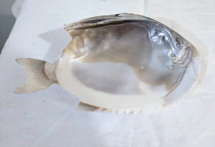 Vintage Carved Abalone Shell Fish Trinket Dish Caviar Server