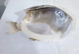 Vintage Carved Abalone Shell Fish Trinket Dish Caviar Server