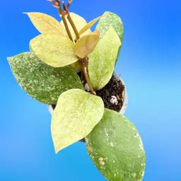 Hoya walliniana (splash)