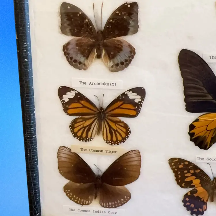 Vintage Taxidermies Real 9 Butterflies Framed Display