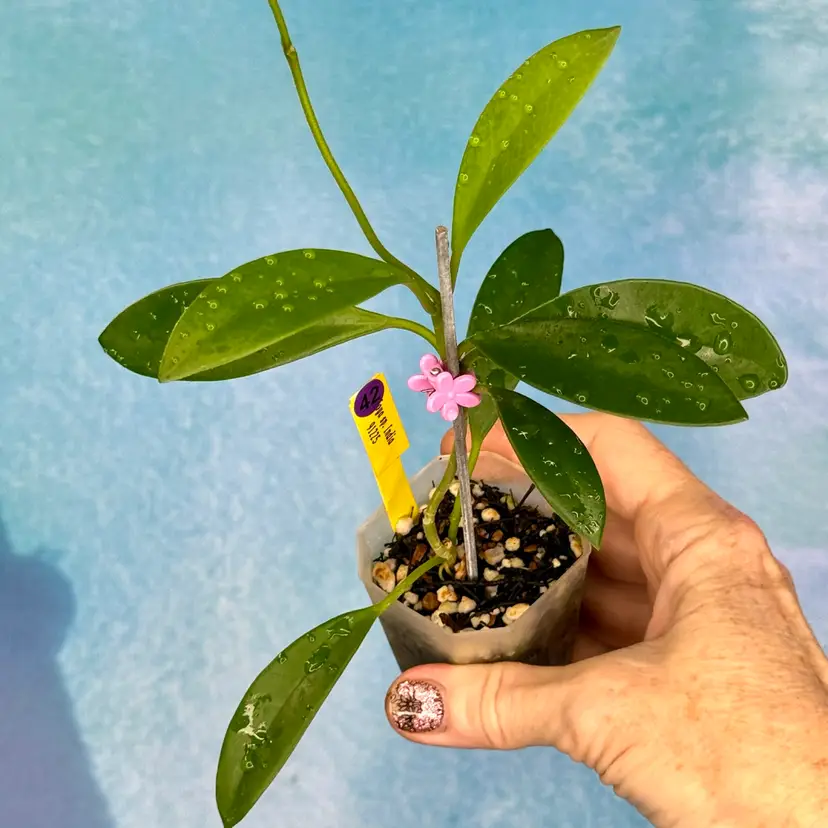 42 Hoya sp. India