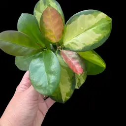 #01 - Hoya Australis Lisa
