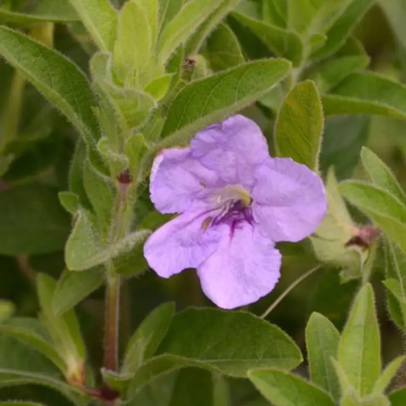 Shanin Wild Petunia flower seeds