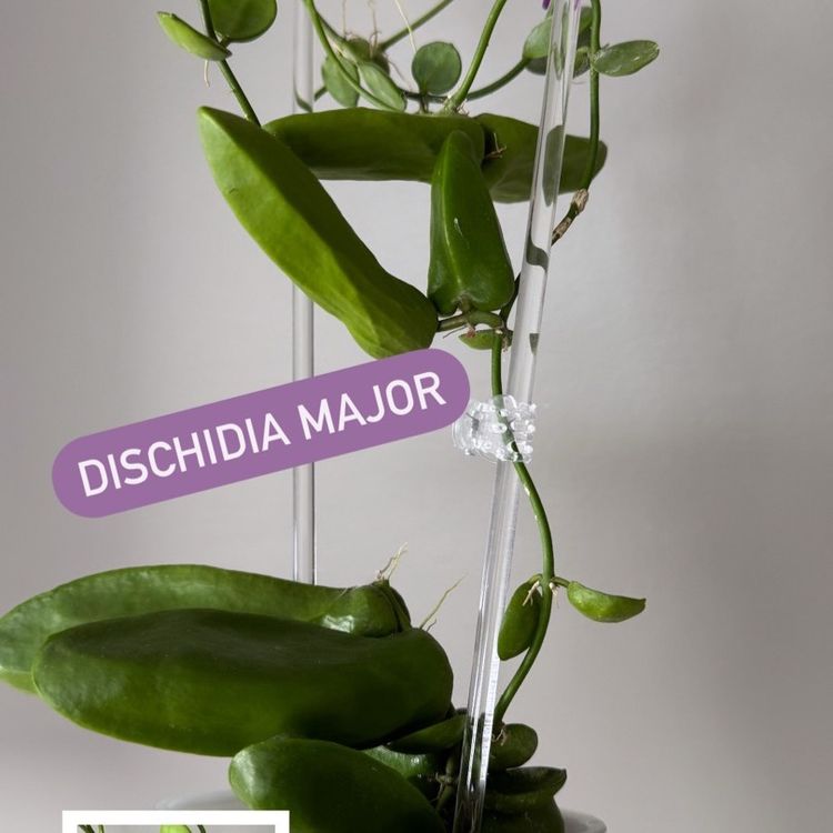 #3655 Dischidia major