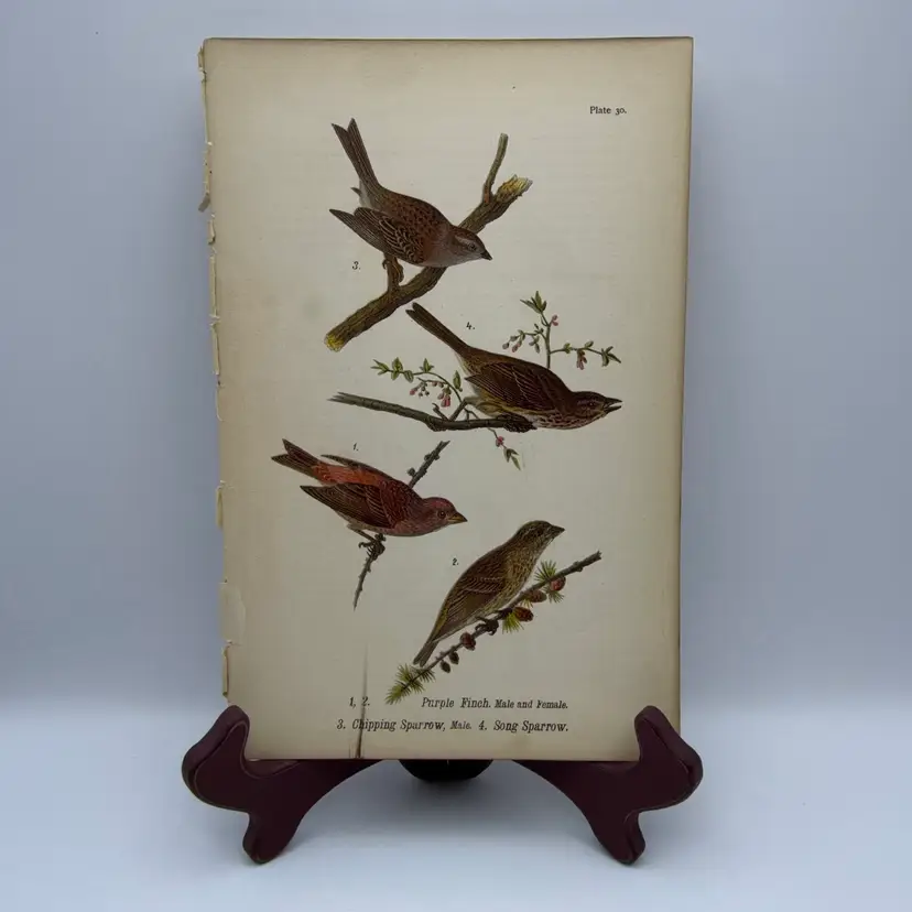 “Purple Finch/Chipping Sparrow/Song Sparrow, Male/Female, c.1890, Color Plate Engraving, Plate 30, From An Antique Book