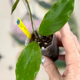 568 Hoya AH ‘Udroui’