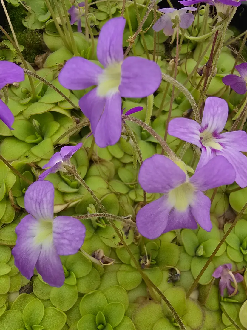 Livestream thumbnail