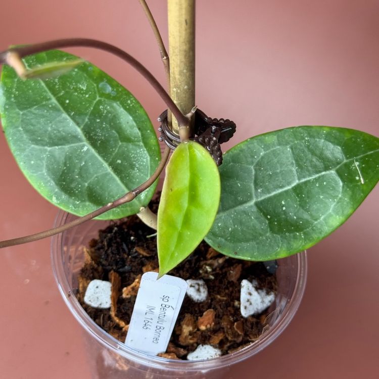 #3645 Hoya sp Bentulu Borneo