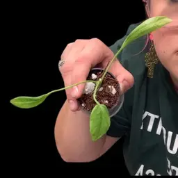 Anth variegated vittarifolium seedling