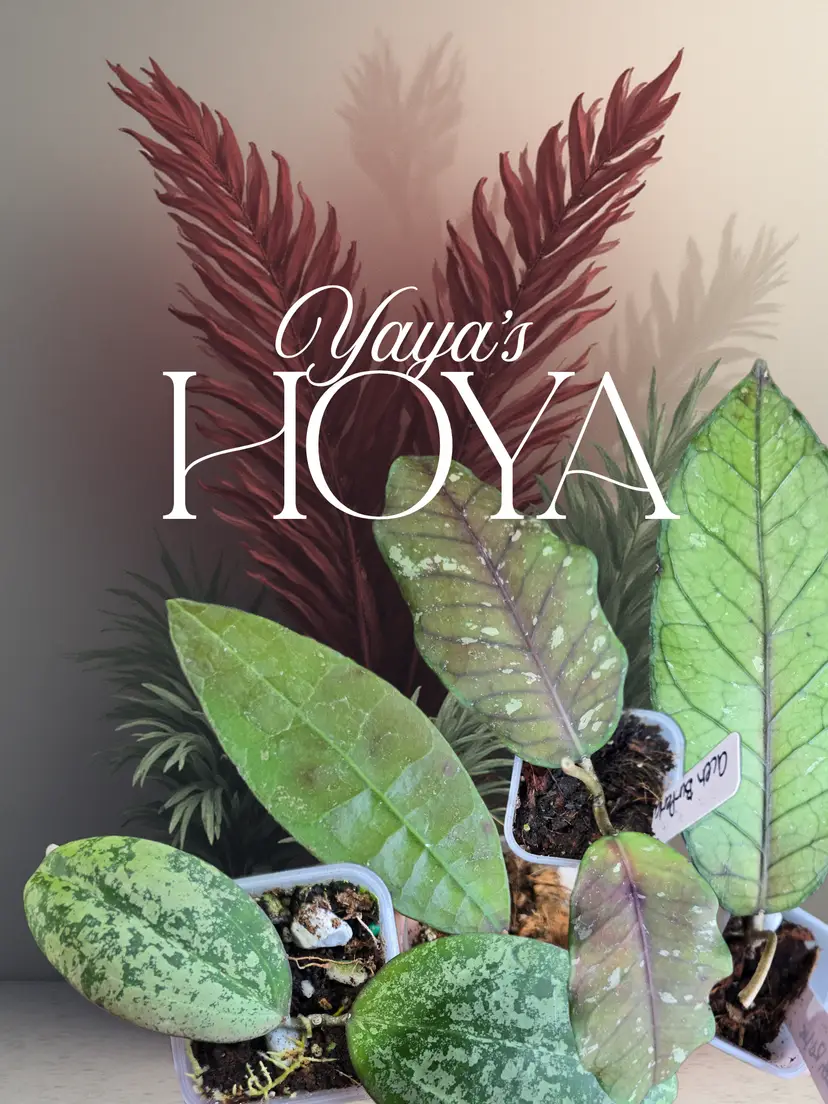 Livestream thumbnail