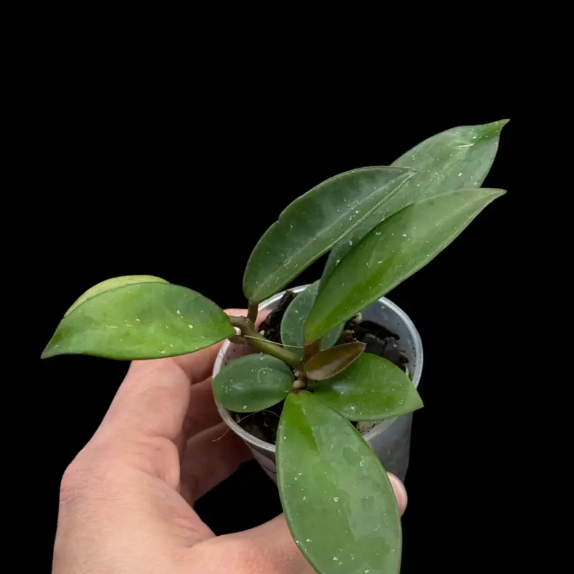 H. GEH2511 KZ-04 (cleata âWhite Dragonâ x UNK)