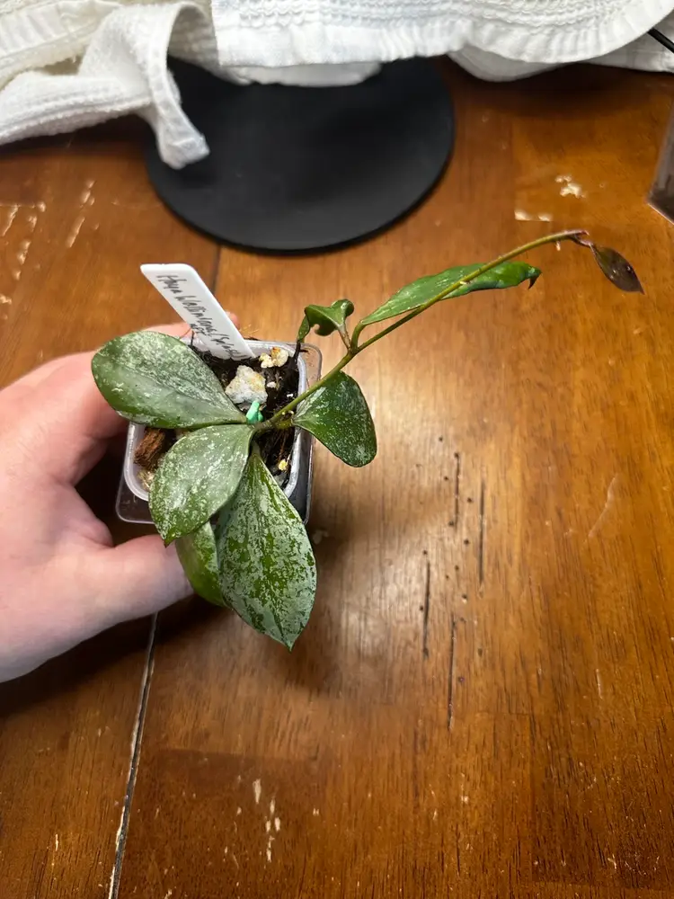 Hoya Walliniana (splash)