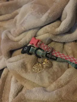 Custom Brass Pet Tag