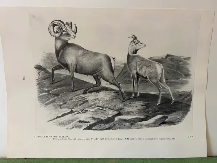 BIG HORN Vintage Audubon North America Print. 1951 Rocky Mountain Bighorn Sheep 12x 8.5"