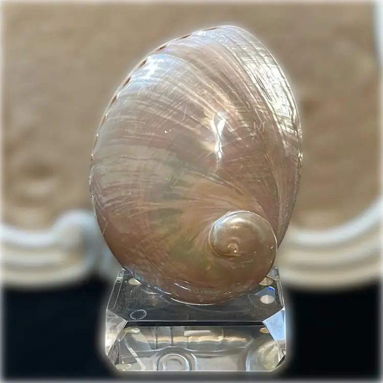 7”x4.5” Polished Abalone Mother of Pearl Shell beach decor mounted to stand