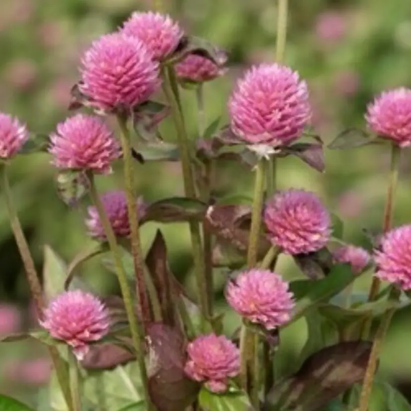 Salmon Gomphrena Globosa flower seeds