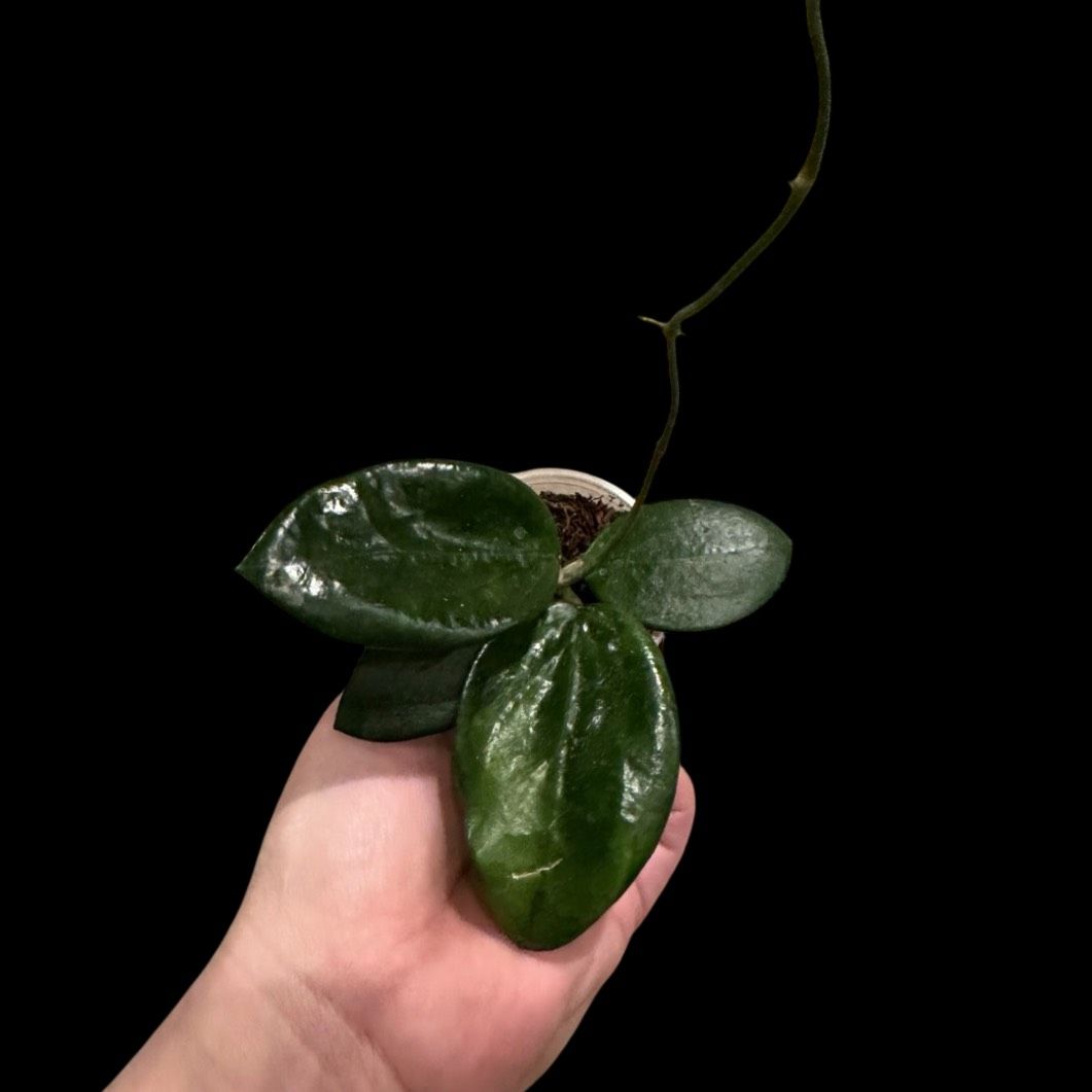 Hoya 'Idaho' MB-1432