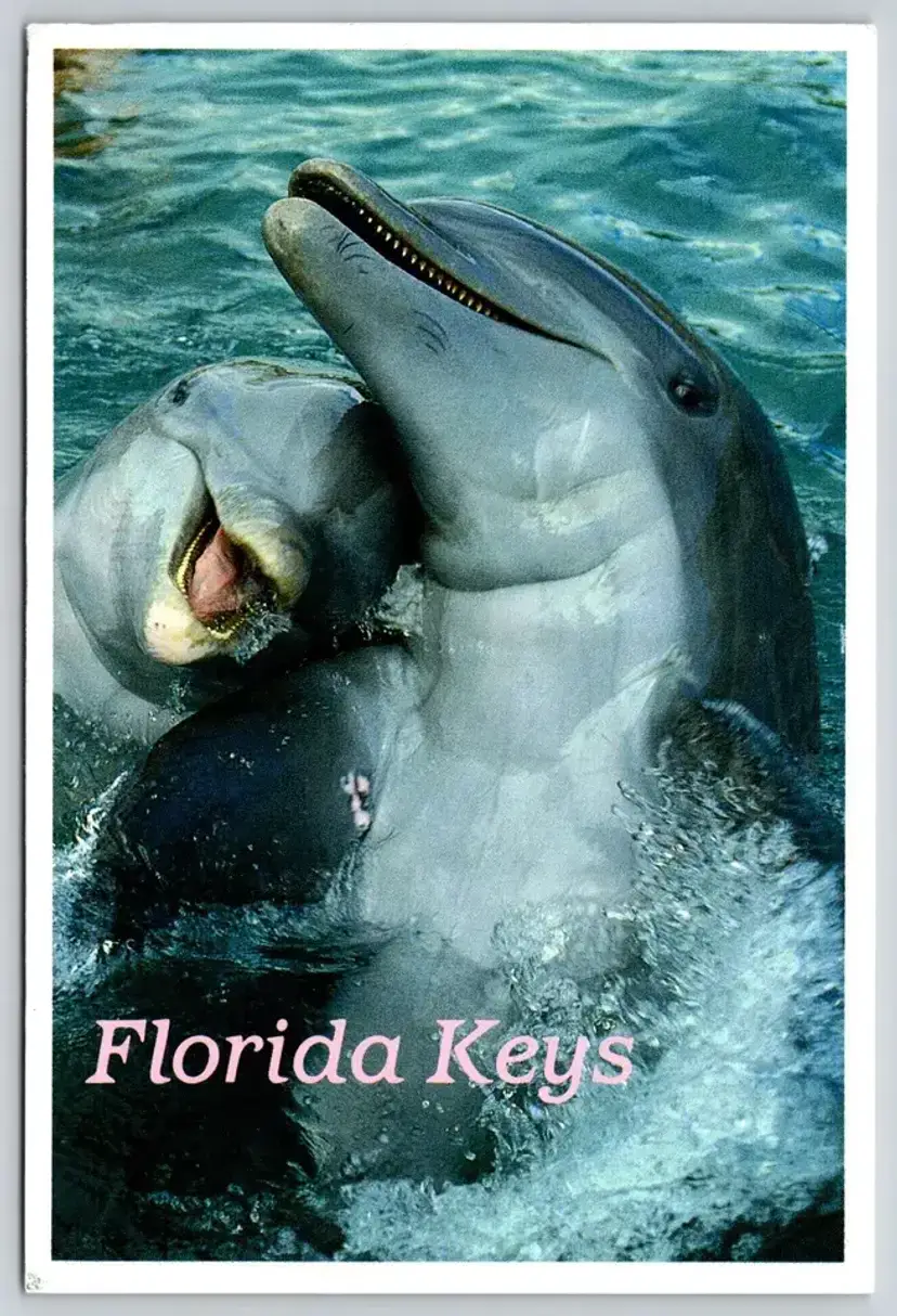 Postcard Atlantic Bottlenose Dolphins Florida Keys Marine Ocean - 4185