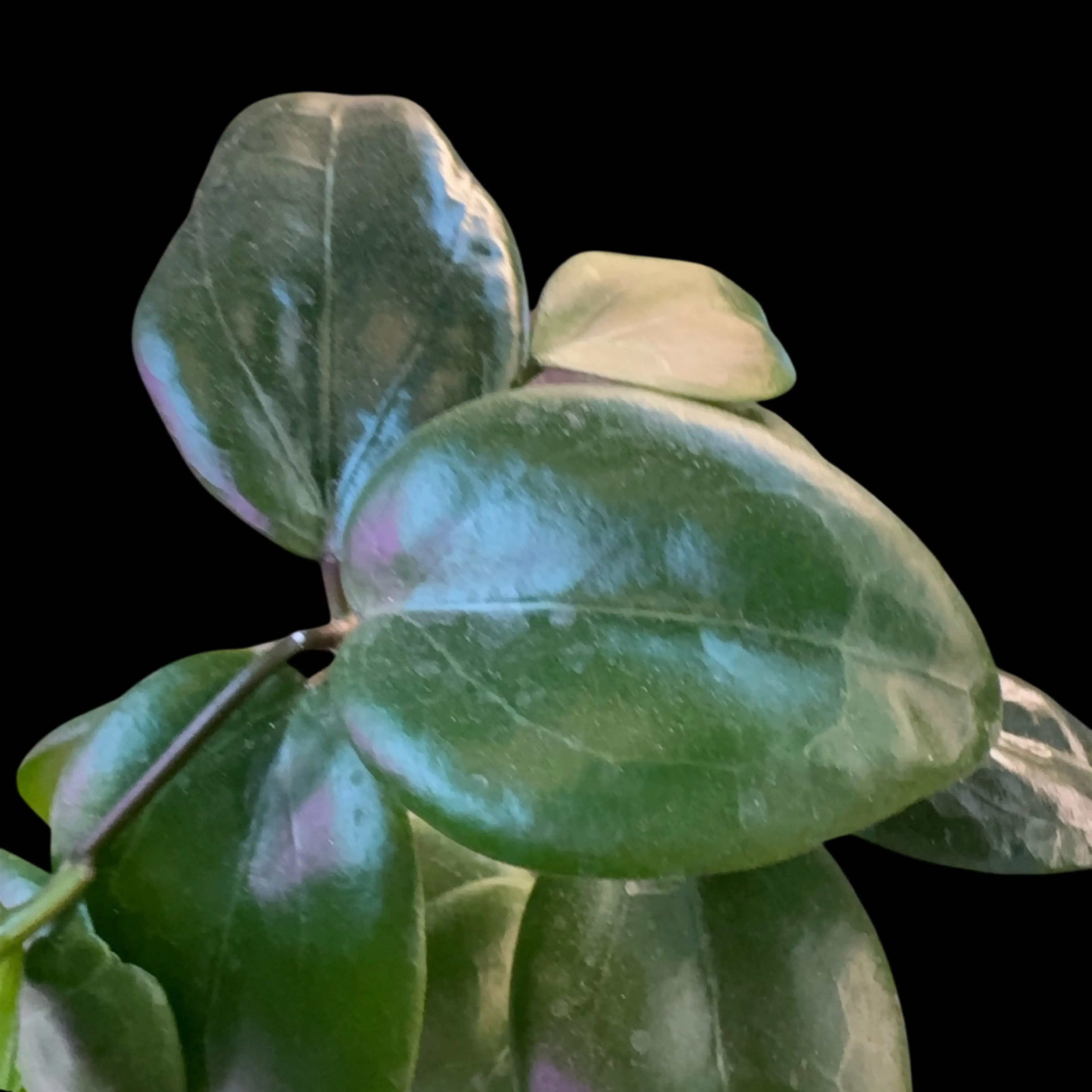 Image 2 of 2