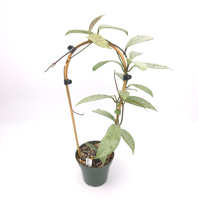 Hoya pubicalyx Pink Silver Ghost 4.5 inch pot 869