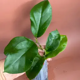 Hoya Surigaoensis OP.   25199-JLC1