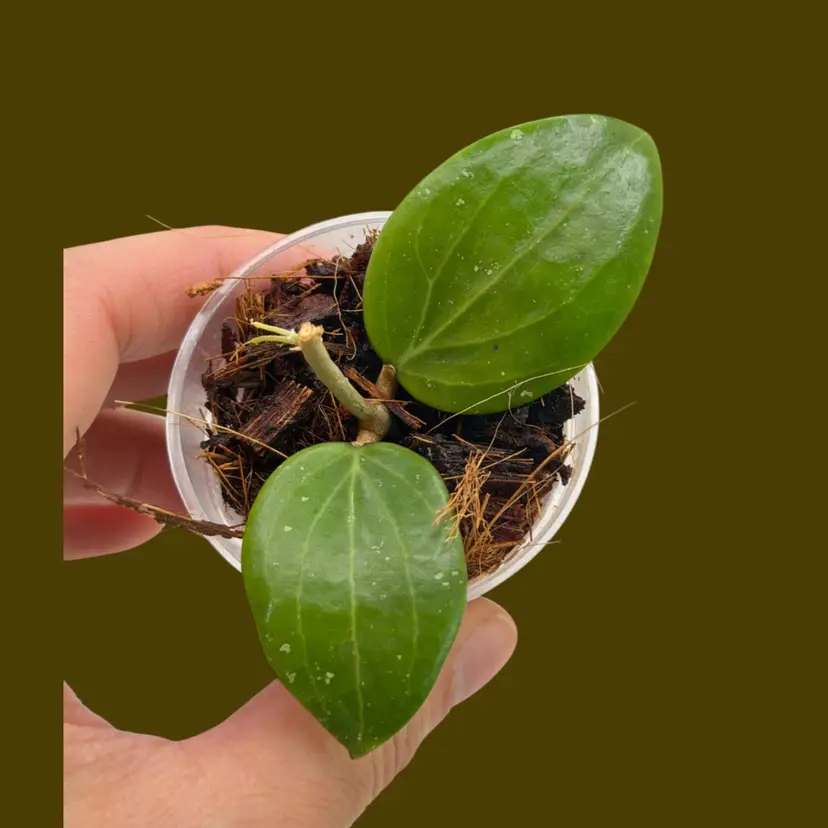 Hoya Genevieve
