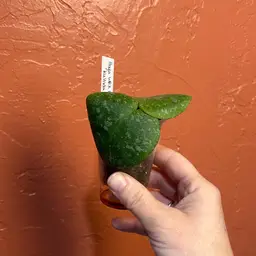 Hoya WRX103-100 (Kultida 11 x imbricata)