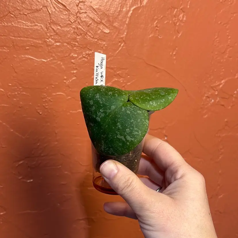 Hoya WRX103-100 (Kultida 11 x imbricata)